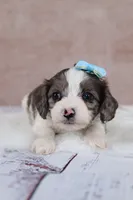 Frost, a male Cavapoo for sale in West Salem, OH – 7 of 7