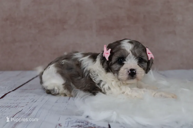 Clove – Cavapoo puppy for sale in West Salem, OH