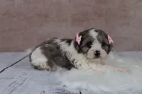 Clove, a female Cavapoo for sale in West Salem, OH – 1 of 7