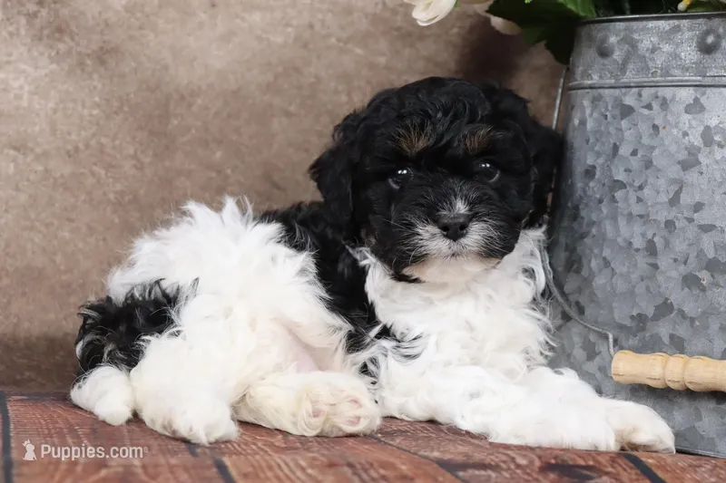Sherman – Cavapoo puppy for sale in West Salem, OH