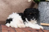 Sherman, a male Cavapoo for sale in West Salem, OH – Photo 7 of 9