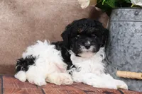 Sherman, a male Cavapoo for sale in West Salem, OH – Photo 8 of 9