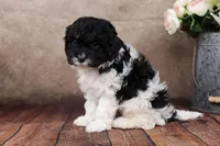 Sherman, a male Cavapoo for sale in West Salem, OH – Photo 4 of 9