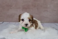 Woody, a male Cavapoo for sale in West Salem, OH – 8 of 8
