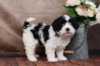 Betsy, a female Cavapoo for sale in West Salem, OH – Photo 5 of 10