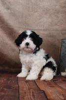 Betsy, a female Cavapoo for sale in West Salem, OH – Photo 8 of 10