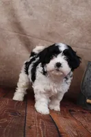 Betsy, a female Cavapoo for sale in West Salem, OH – Photo 2 of 10