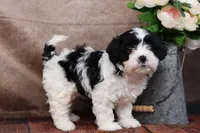 Betsy, a female Cavapoo for sale in West Salem, OH – Photo 6 of 10