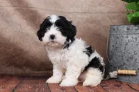 Betsy, a female Cavapoo for sale in West Salem, OH – Photo 1 of 10