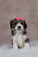 Maple, a female Cavapoo for sale in West Salem, OH – 6 of 9