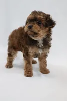 Waffle, a female Cavapoo for sale in West Salem, OH – Photo 4 of 7