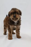 Waffle, a female Cavapoo for sale in West Salem, OH – Photo 5 of 7