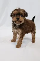 Waffle, a female Cavapoo for sale in West Salem, OH – Photo 2 of 7