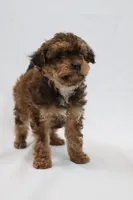 Waffle, a female Cavapoo for sale in West Salem, OH – Photo 3 of 7