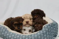 Waffle, a female Cavapoo for sale in West Salem, OH – Photo 7 of 7