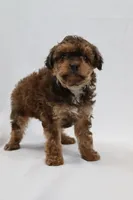 Waffle, a female Cavapoo for sale in West Salem, OH – Photo 6 of 7