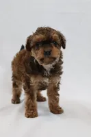 Waffle, a female Cavapoo for sale in West Salem, OH – Photo 1 of 7