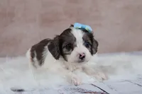 Frost, a male Cavapoo for sale in West Salem, OH – 5 of 7