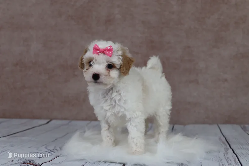 Pumpkin – Cavapoo puppy for sale in West Salem, OH