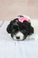 Luna, a female Cavapoo for sale in West Salem, OH – 1 of 10