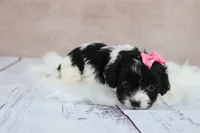 Luna, a female Cavapoo for sale in West Salem, OH – 7 of 10