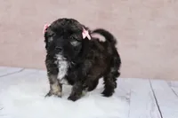 Hazelnut, a female Cavapoo for sale in West Salem, OH – 2 of 9