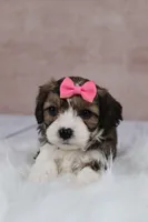 Maple, a female Cavapoo for sale in West Salem, OH – 9 of 9