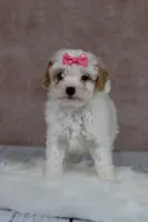 Pumpkin, a female Cavapoo for sale in West Salem, OH – 4 of 8