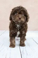 Nutmeg, a female Cavapoo for sale in West Salem, OH – 4 of 8