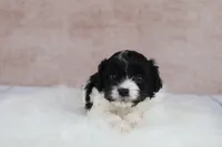 Luna, a female Cavapoo for sale in West Salem, OH – 4 of 10