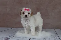 Pumpkin, a female Cavapoo for sale in West Salem, OH – 3 of 8