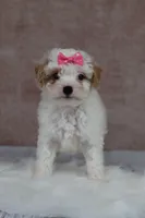 Pumpkin, a female Cavapoo for sale in West Salem, OH – 6 of 8