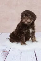 Coco, a female Cavapoo for sale in West Salem, OH – 2 of 7