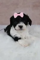 Ember, a female Cavapoo for sale in West Salem, OH – 6 of 7