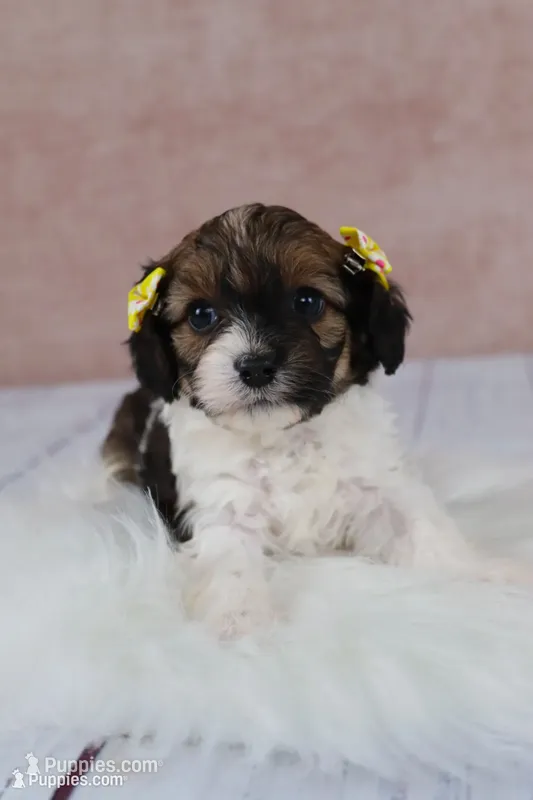 Ruby – Cavapoo puppy for sale in West Salem, OH