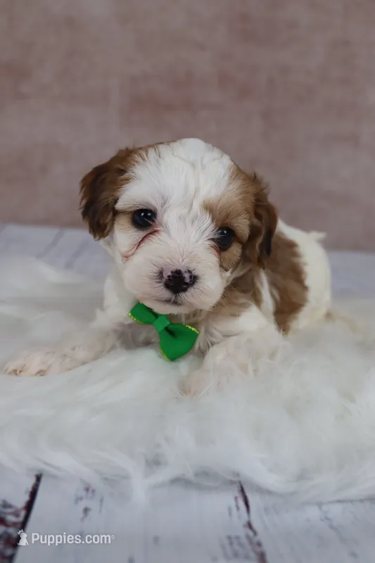 Woody – Cavapoo puppy for sale in West Salem, OH