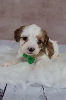Woody, a male Cavapoo for sale in West Salem, OH – 1 of 8