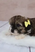 Candy, a female Cavapoo for sale in West Salem, OH – 3 of 8