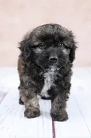 Hazelnut, a female Cavapoo for sale in West Salem, OH – 4 of 9
