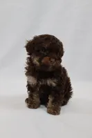 Doughhnut, a female Cavapoo for sale in West Salem, OH – Photo 3 of 6