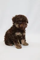 Doughhnut, a female Cavapoo for sale in West Salem, OH – Photo 2 of 6