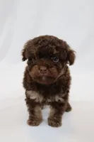 Doughhnut, a female Cavapoo for sale in West Salem, OH – Photo 4 of 6