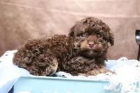 Doughhnut, a female Cavapoo for sale in West Salem, OH – Photo 1 of 6