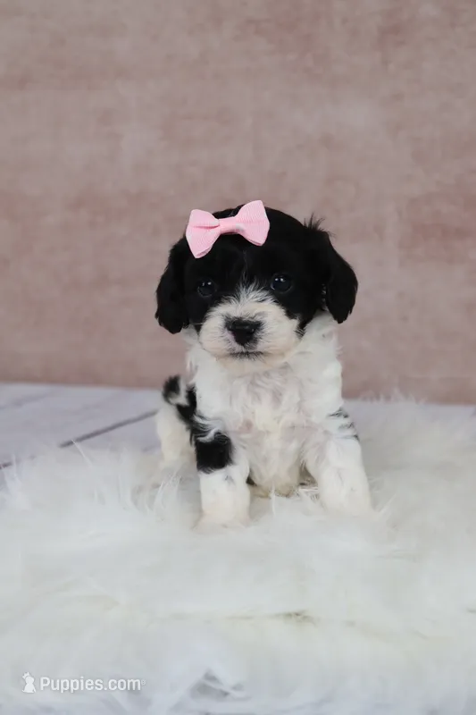 Ember – Cavapoo puppy for sale in West Salem, OH