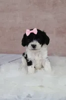 Ember, a female Cavapoo for sale in West Salem, OH – 1 of 7