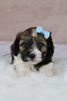 Hickory, a male Cavapoo for sale in West Salem, OH – 6 of 10