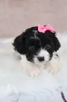 Luna, a female Cavapoo for sale in West Salem, OH – 9 of 10