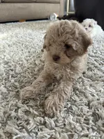 Croissant, a female Cavapoo for sale in West Salem, OH – Photo 6 of 6