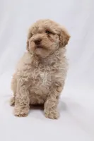 Croissant, a female Cavapoo for sale in West Salem, OH – Photo 1 of 6