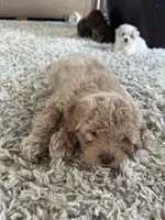 Croissant, a female Cavapoo for sale in West Salem, OH – Photo 5 of 6